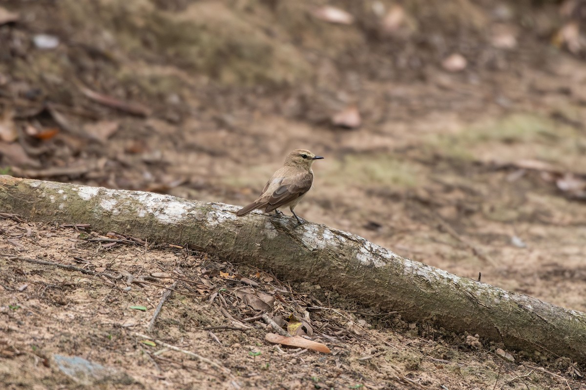 Mosquerito Guardarríos - ML644087719