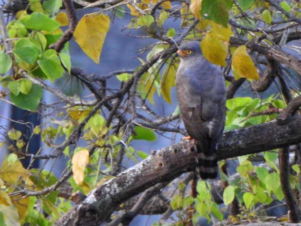 Roadside Hawk - ML644087722