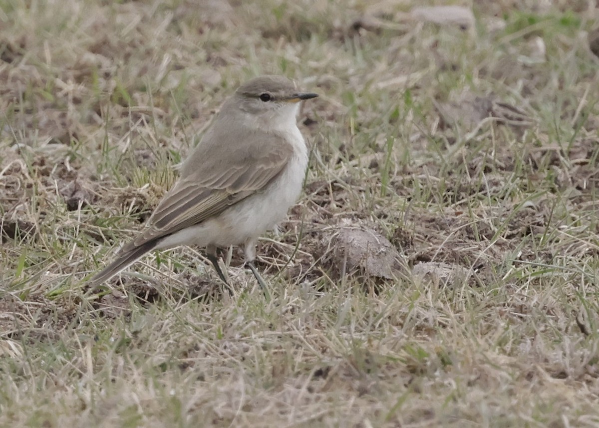 Spot-billed Ground-Tyrant - ML644087725