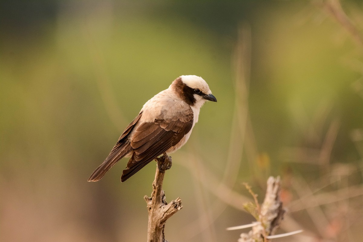 White-crowned Shrike - ML644087726