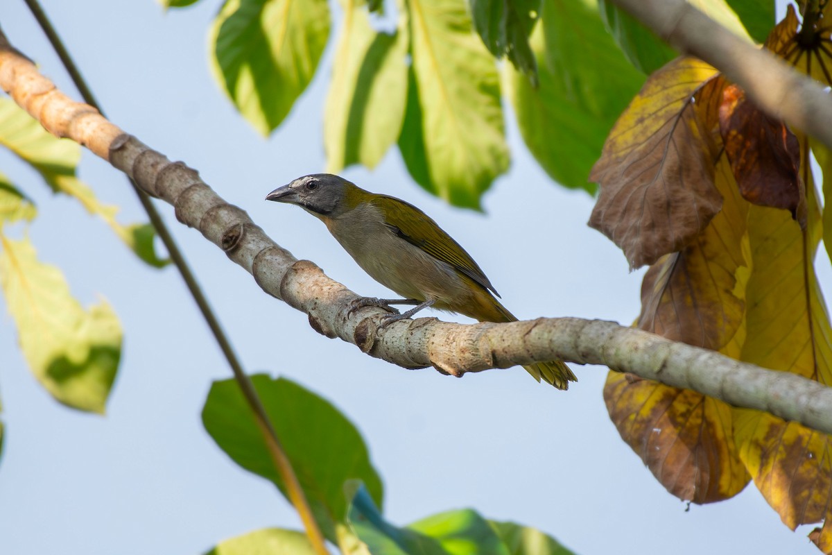 Buff-throated Saltator - ML644087730