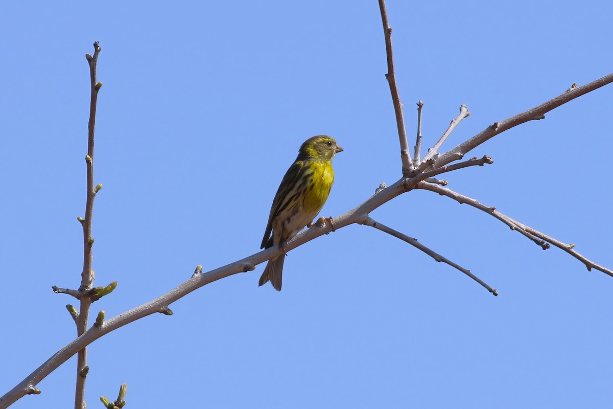 בזבוז אירופי - ML644087737