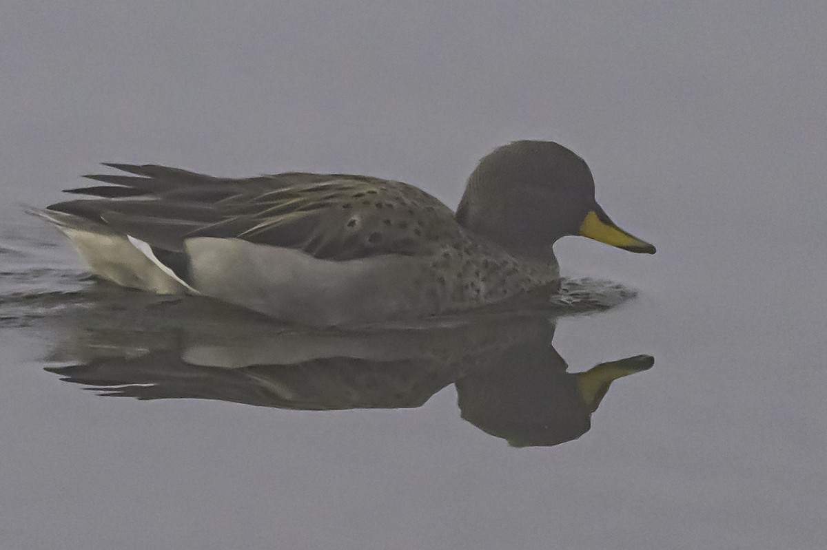 Yellow-billed Teal - ML644087742