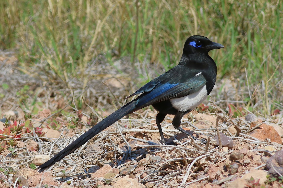 マグレブカササギ - ML644087750