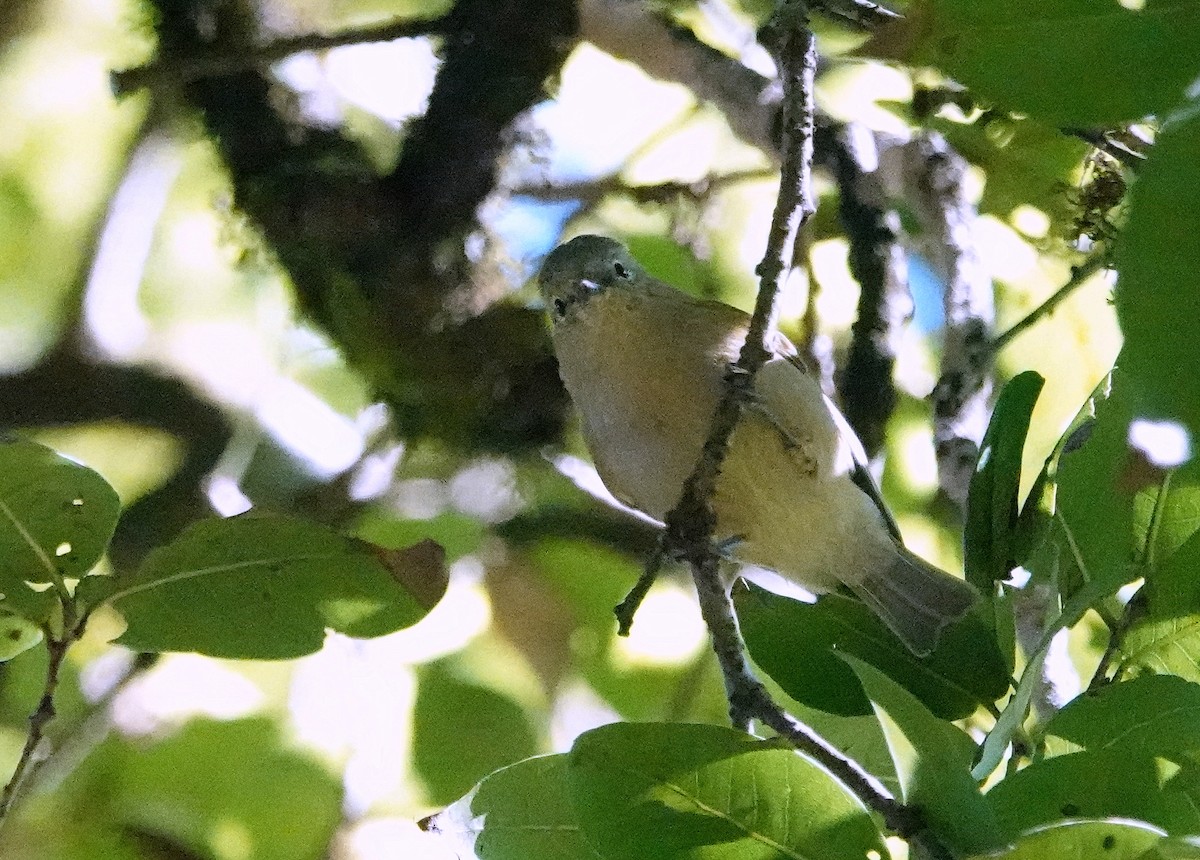 Gray-hooded Warbler - ML644087757