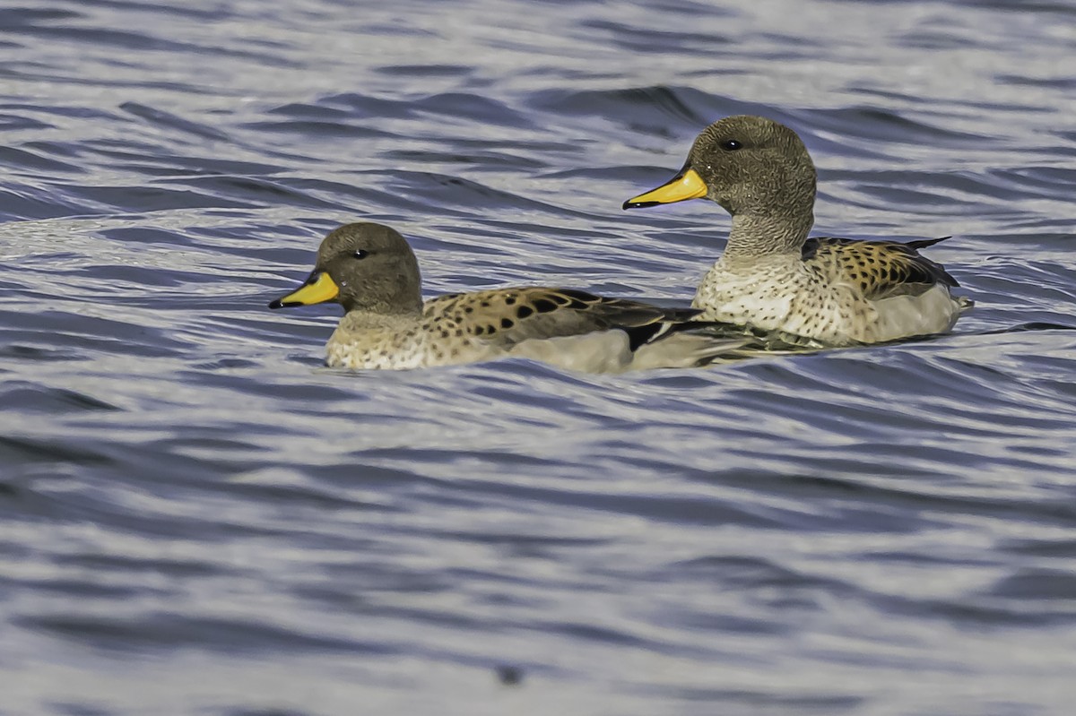 Yellow-billed Teal - ML644087764
