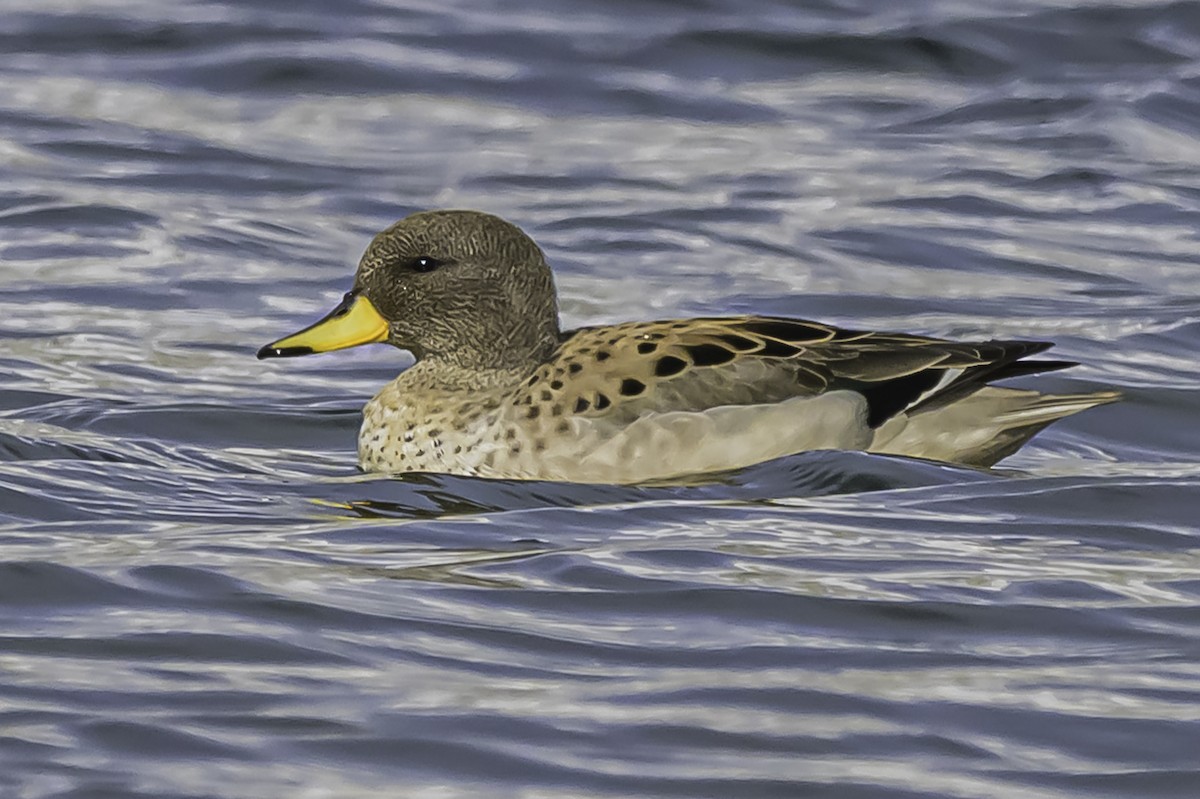 Yellow-billed Teal - ML644087768