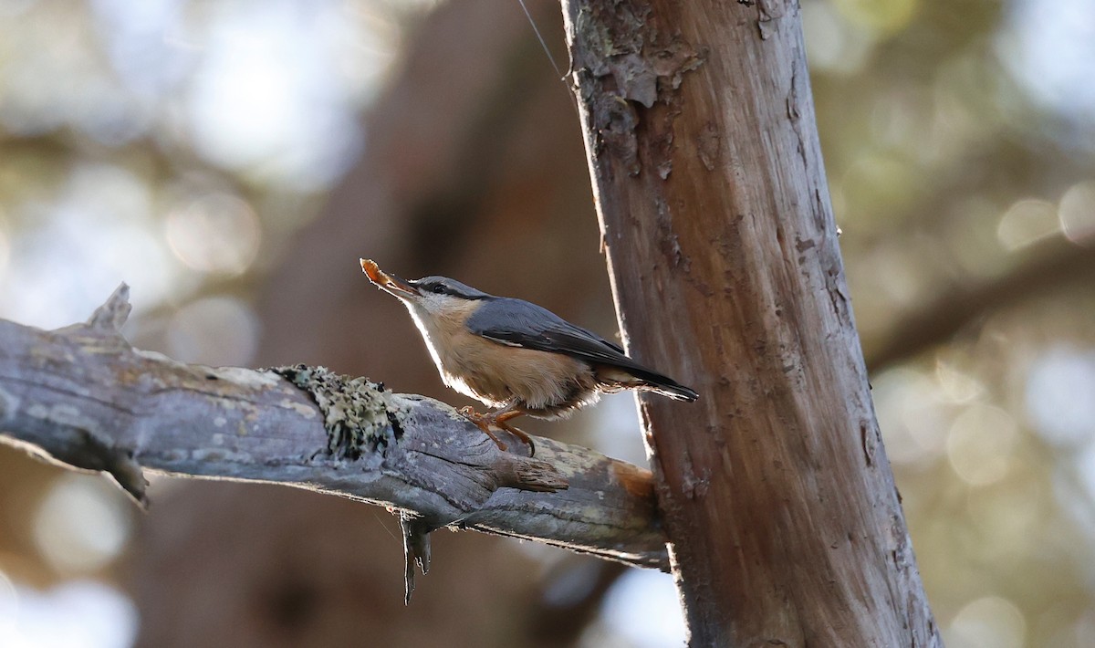 Garrapo eurasiarra - ML644087780