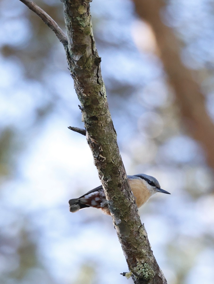 Garrapo eurasiarra - ML644087781