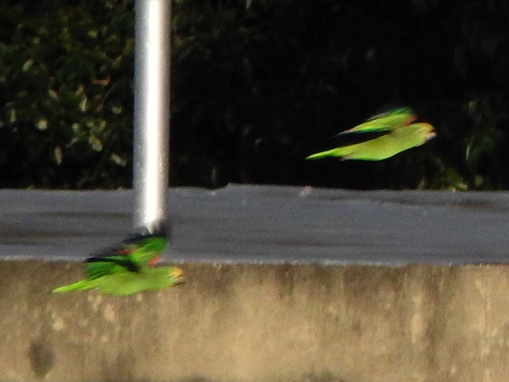 Yellow-crowned Amazon - ML644087788