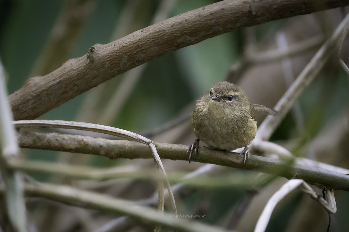 Brownish-flanked Bush Warbler - ML644087796