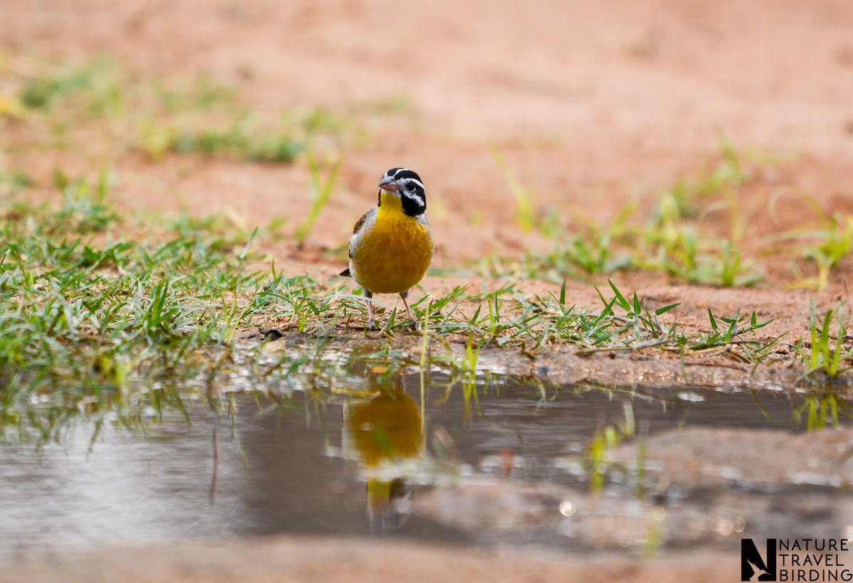 Golden-breasted Bunting - ML644087798