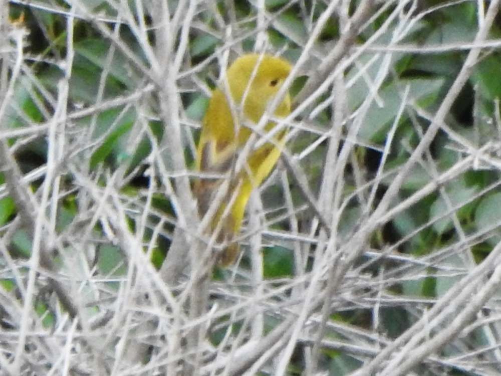 Yellow Warbler (Northern) - ML644087800