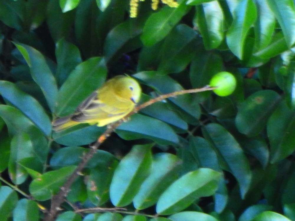 Yellow Warbler (Northern) - ML644087801