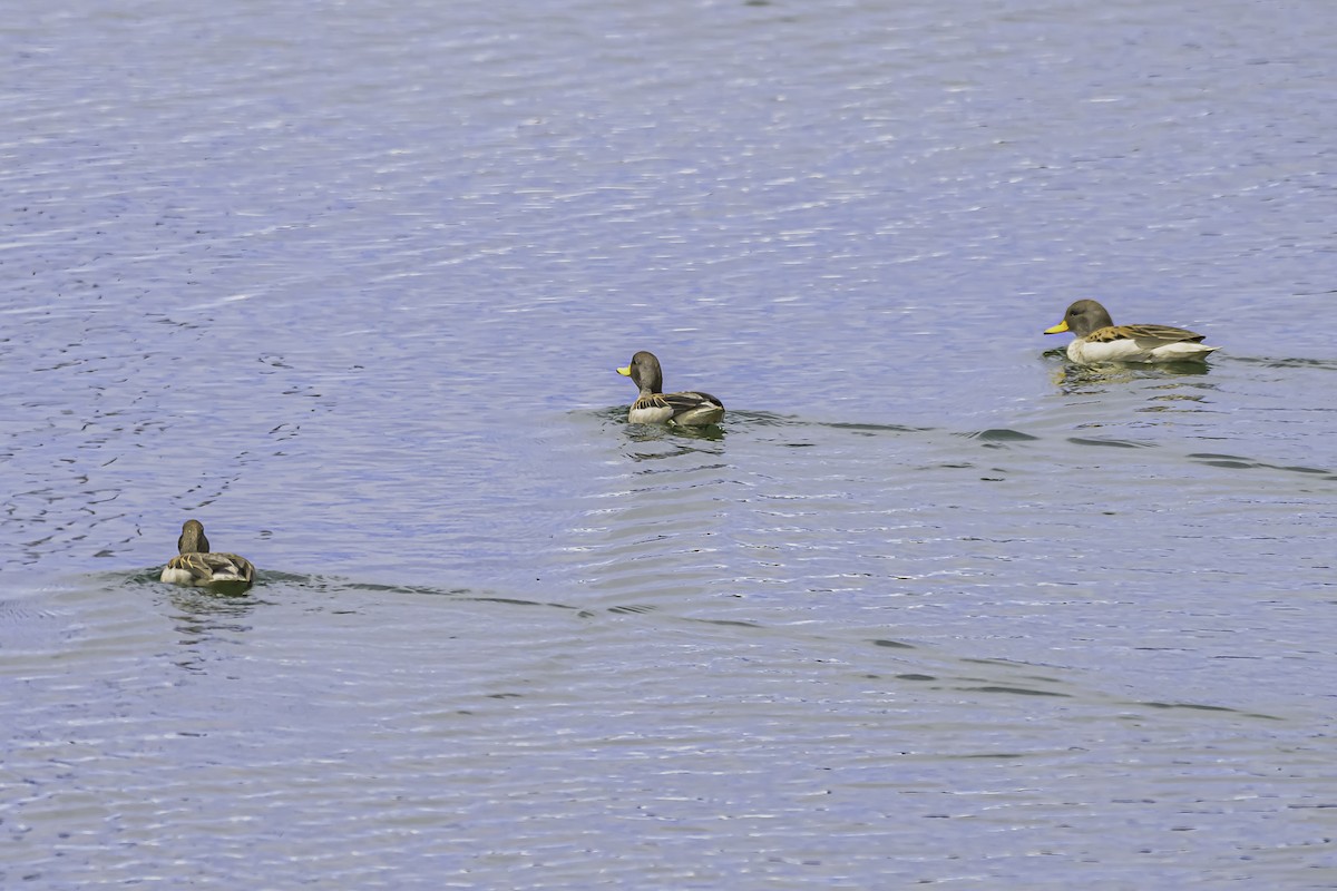 Yellow-billed Teal - ML644087803