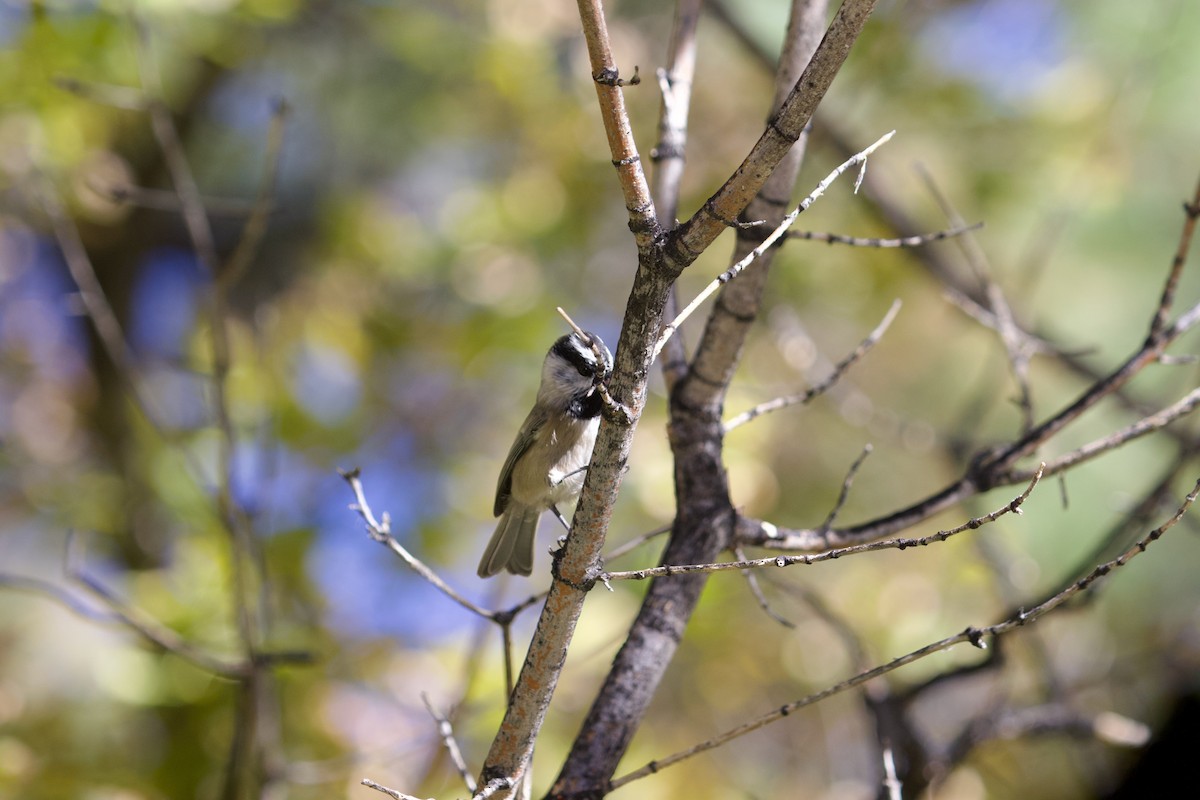 Mountain Chickadee - ML644087820