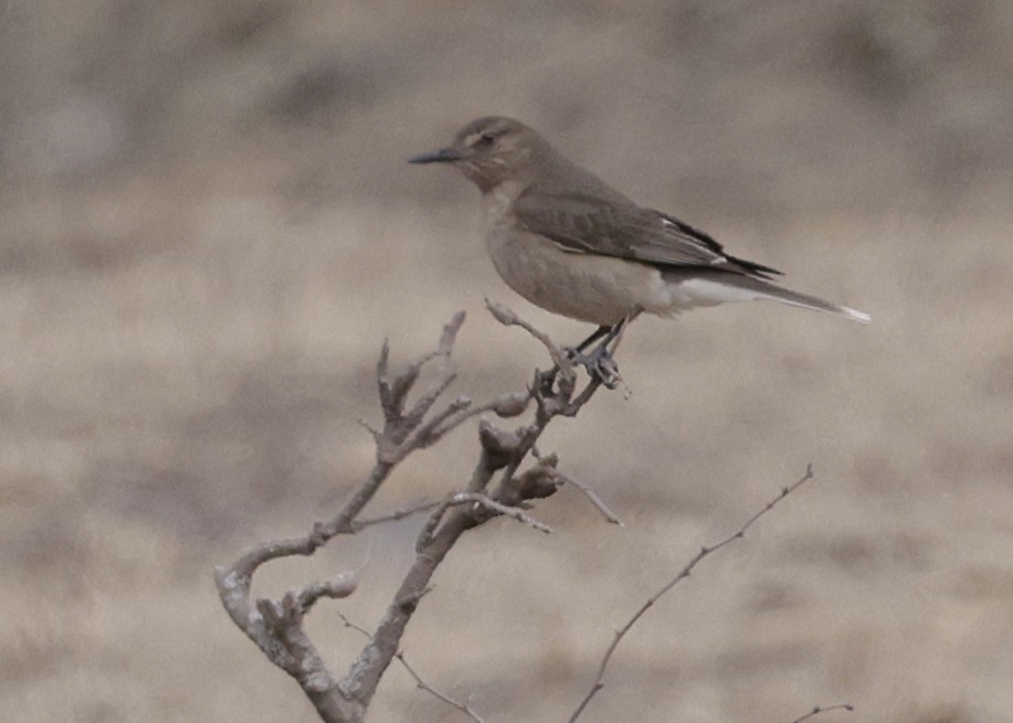 Black-billed Shrike-Tyrant - ML644087828