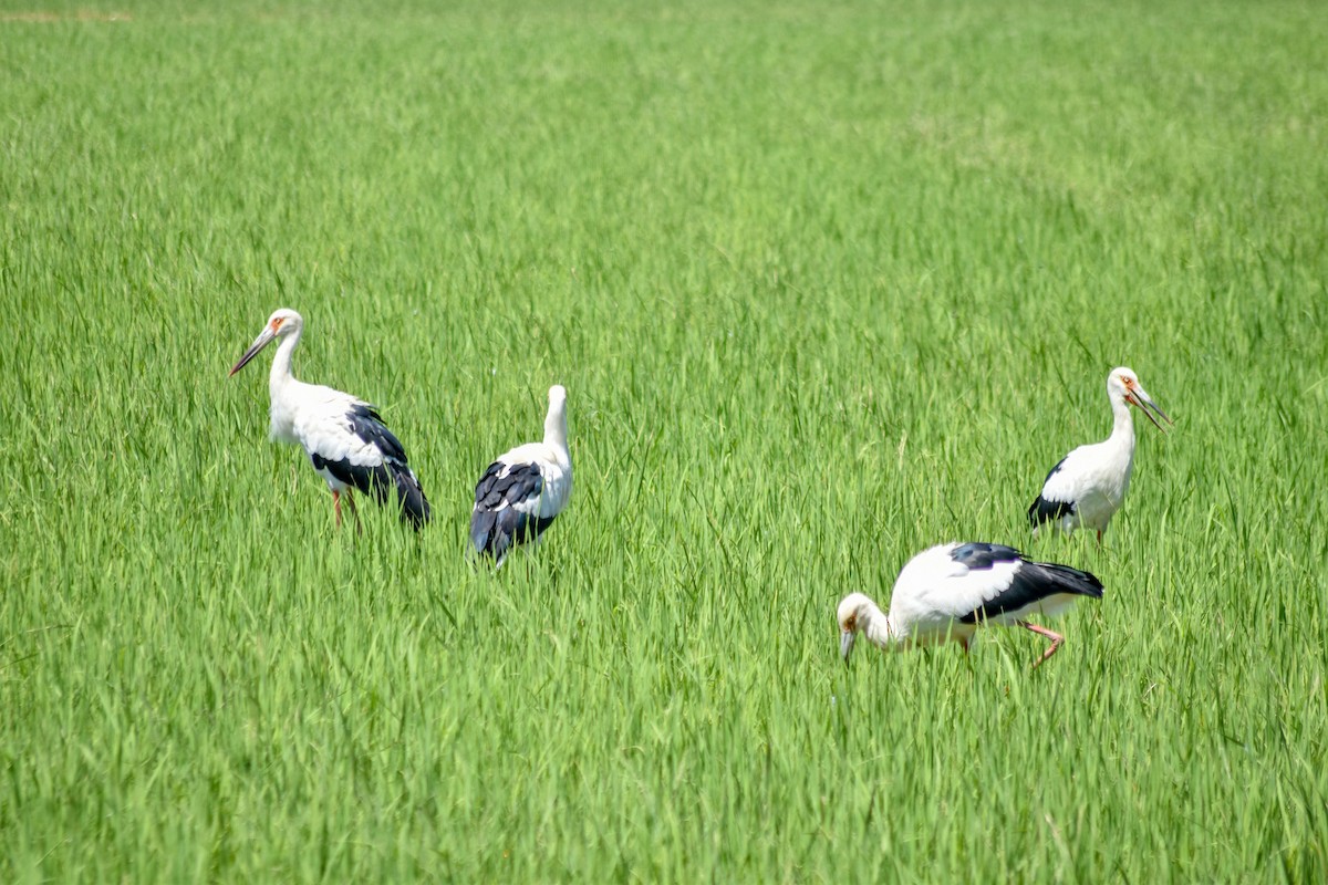 Maguari Stork - ML644087832