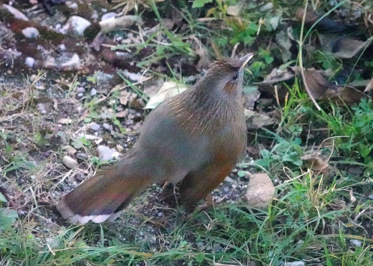 Garrulaxe barré - ML644087872