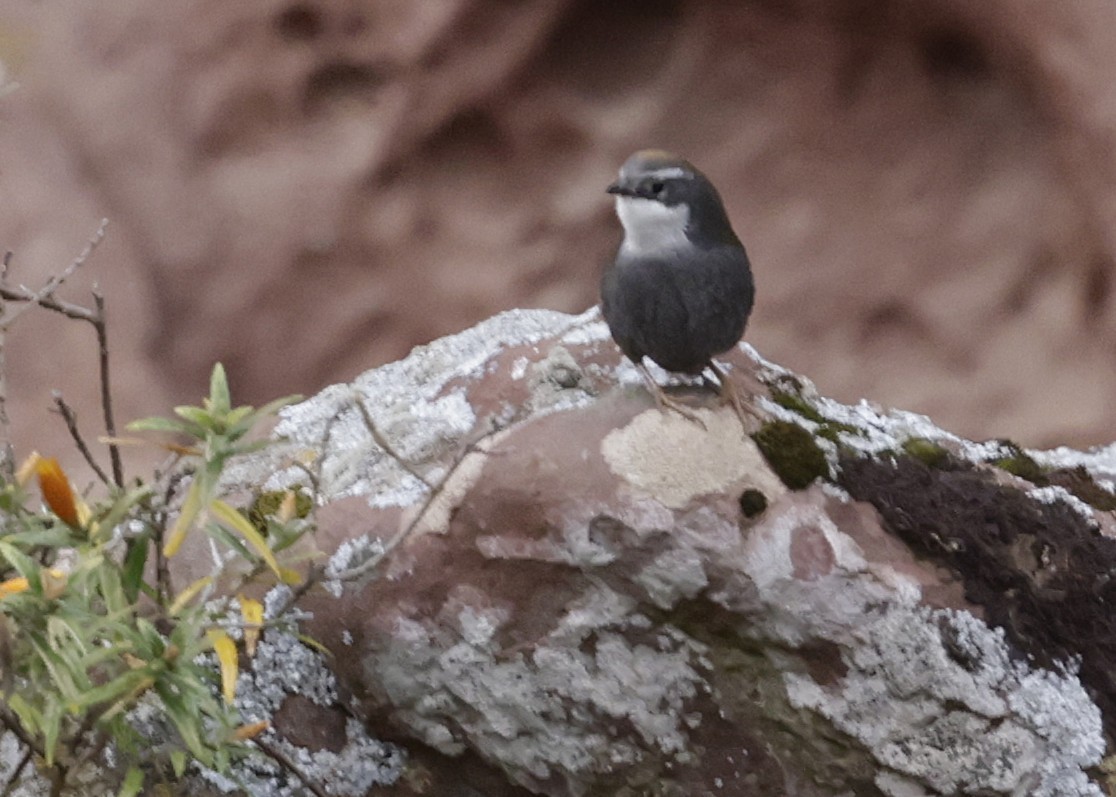 Mérulaxe de Zimmer - ML644087875