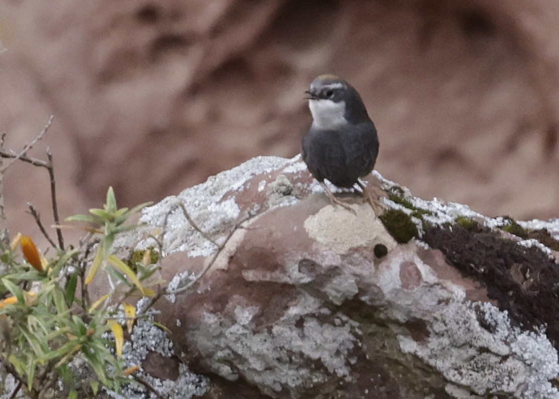 Mérulaxe de Zimmer - ML644087876