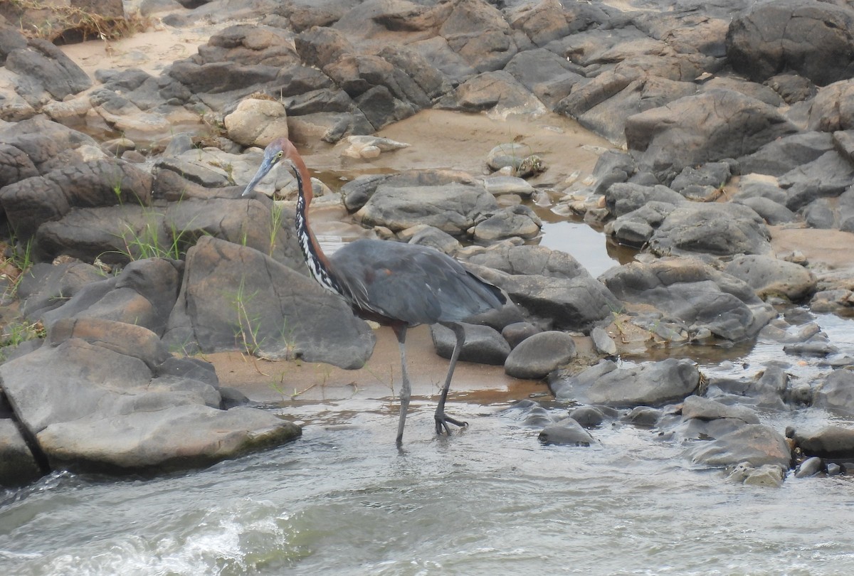 Goliath Heron - ML644087877