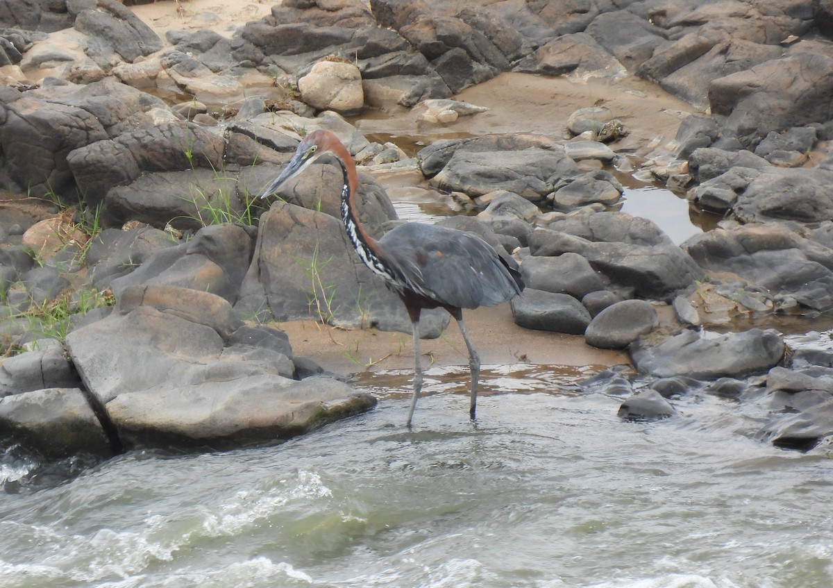 Goliath Heron - ML644087878