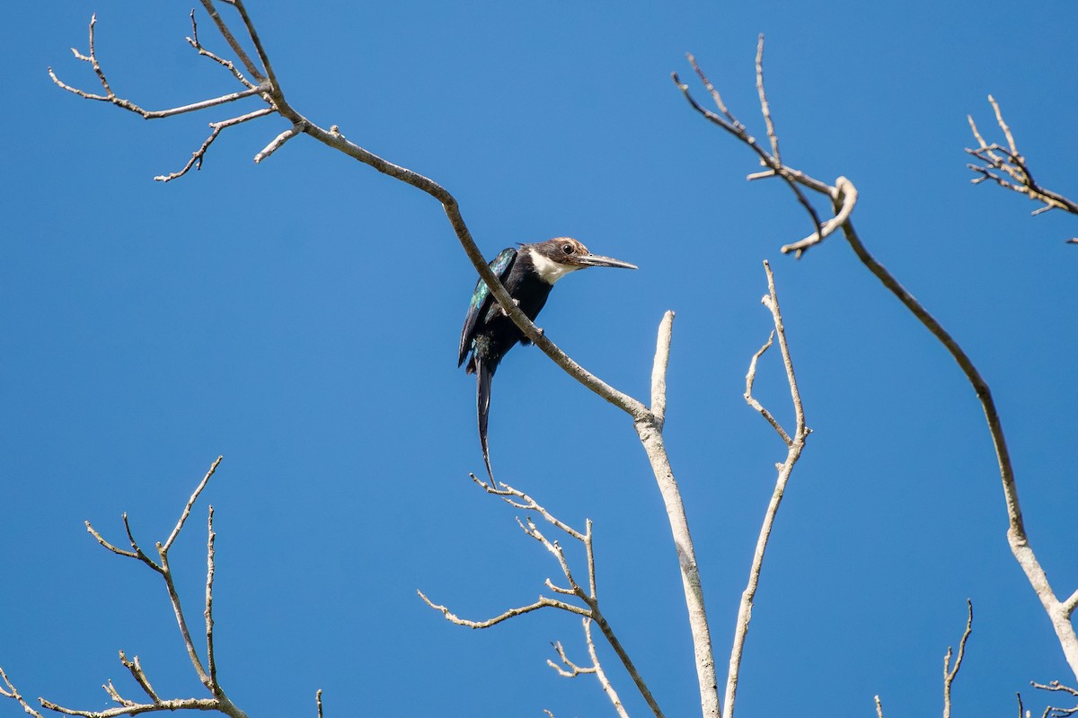 Paradise Jacamar - ML644087879