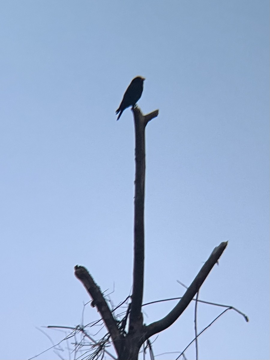 Dollarbird - ML644087887