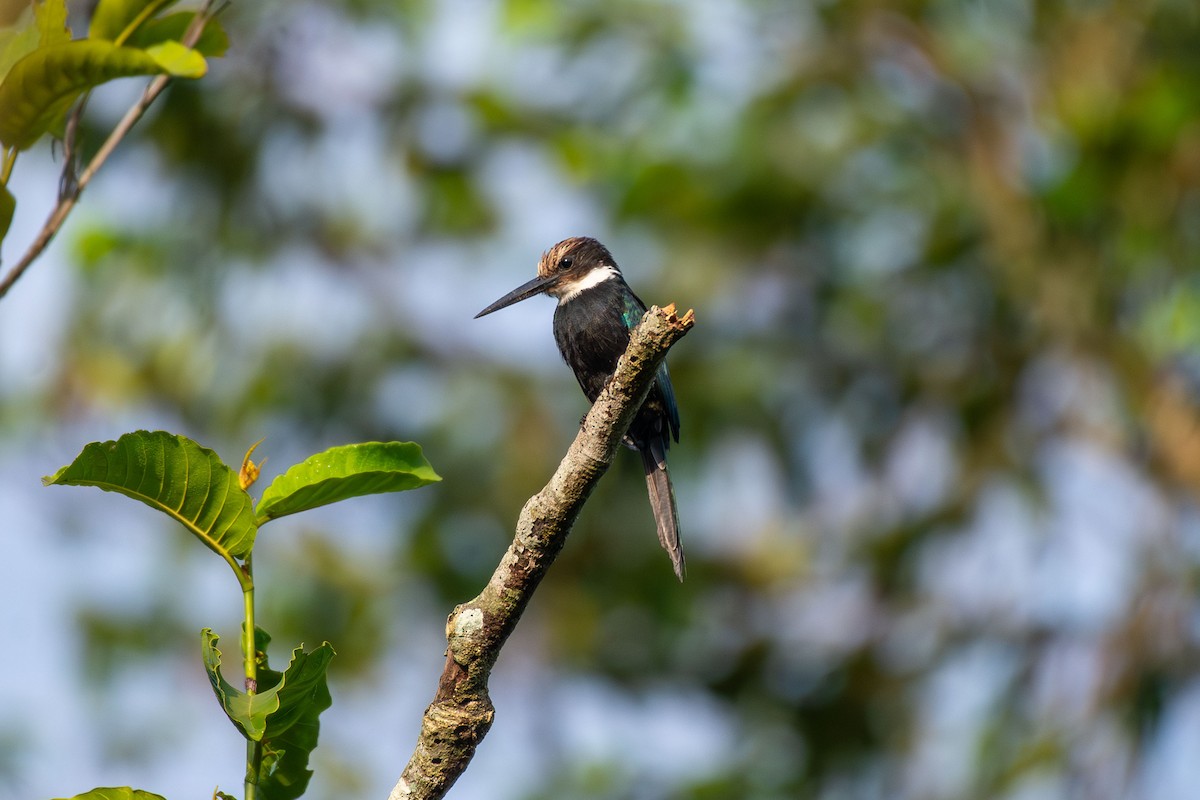 Paradise Jacamar - ML644087895