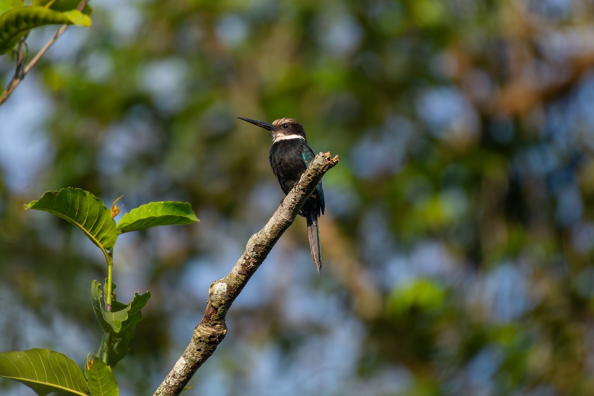 Paradise Jacamar - ML644087896