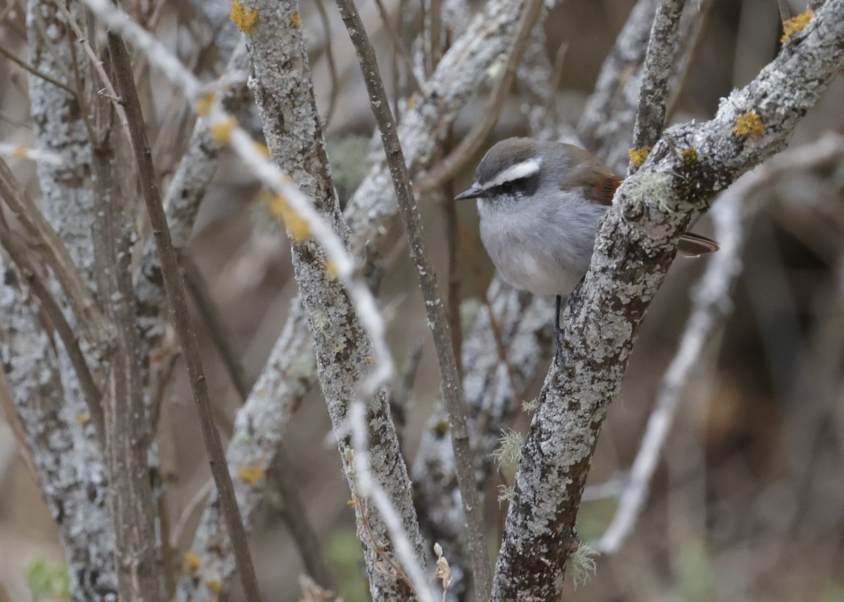 Pitajo à sourcils blancs - ML644087907