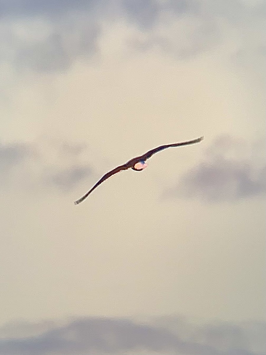 Lesser Black-backed Gull - ML644087927