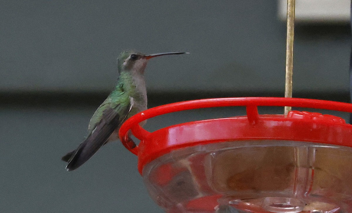 Broad-billed Hummingbird - ML644087937