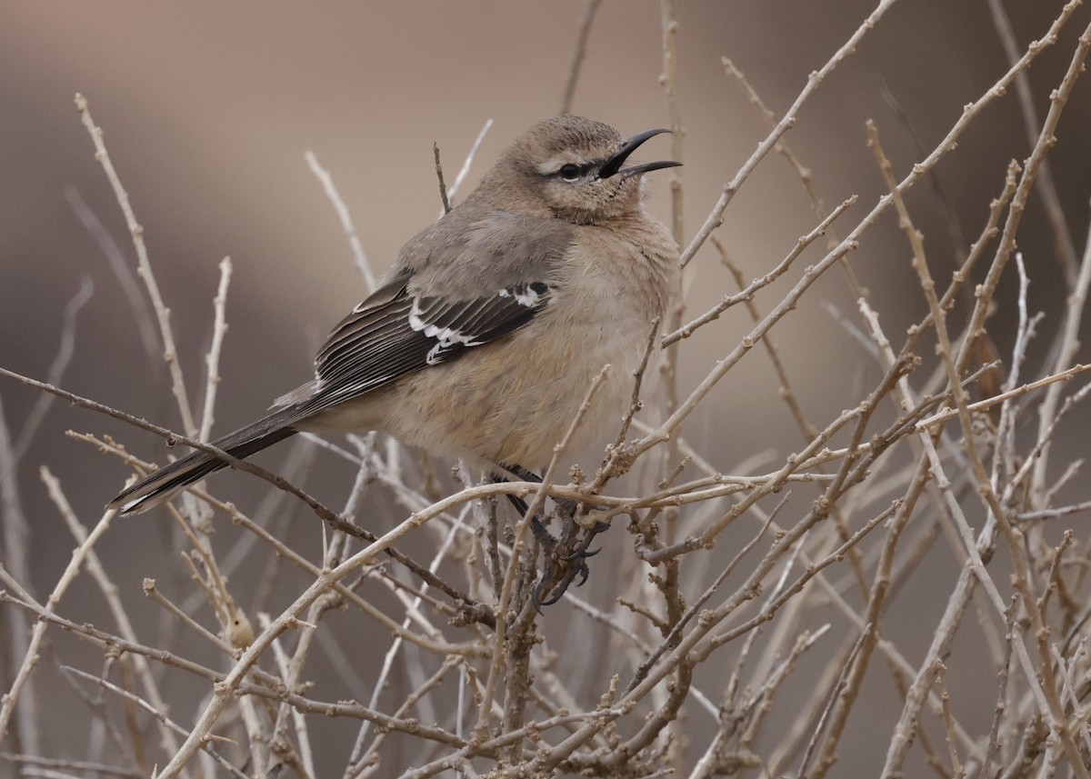 Moqueur de Patagonie - ML644087939