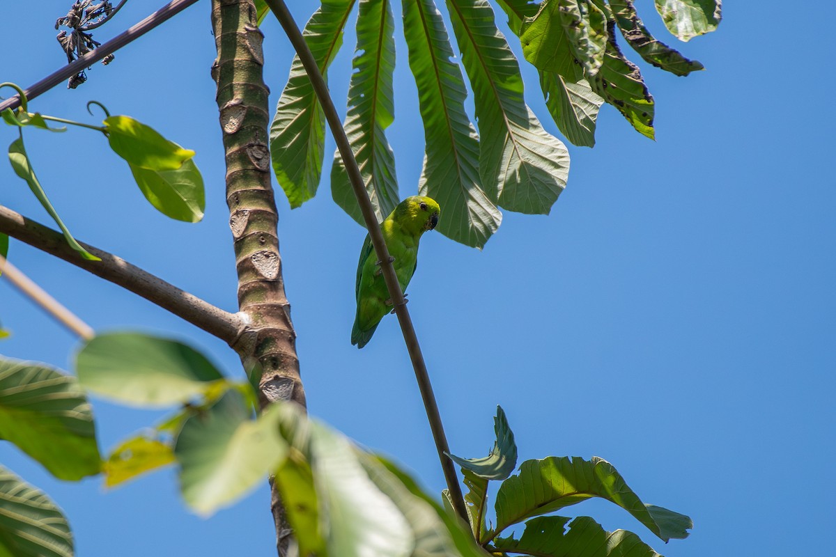 Dusky-billed Parrotlet - ML644087942
