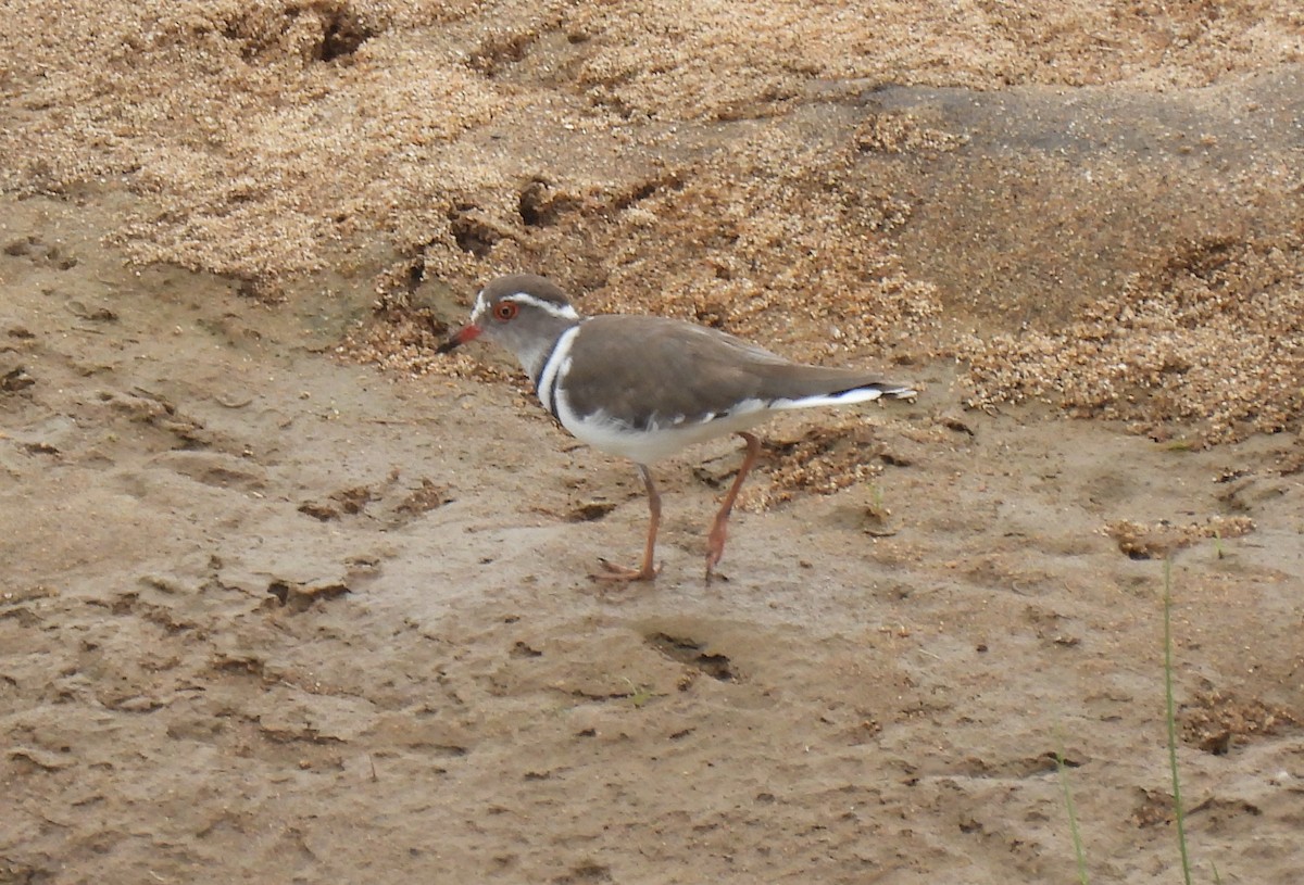 Three-banded Plover - ML644087948