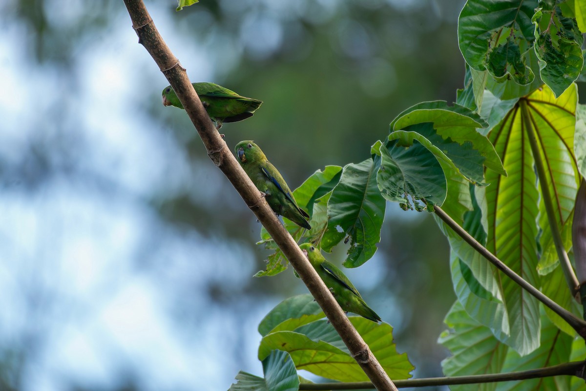 Dusky-billed Parrotlet - ML644087950