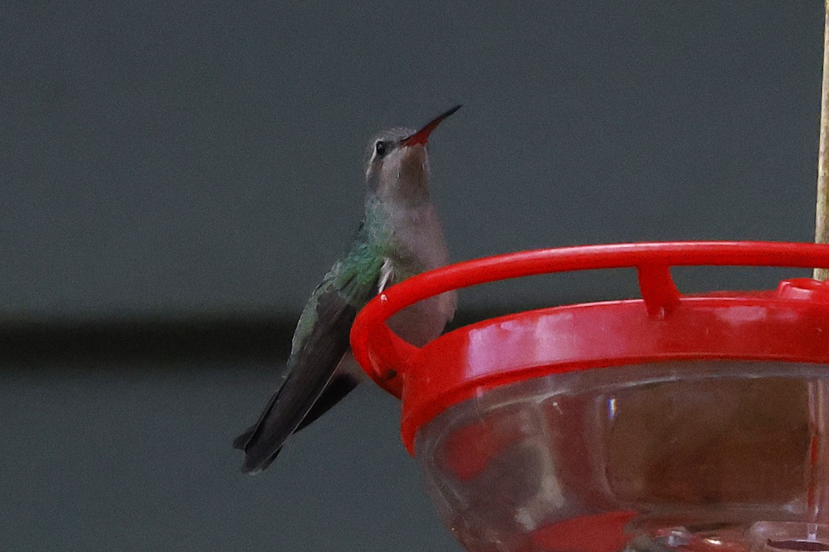 Broad-billed Hummingbird - ML644087953