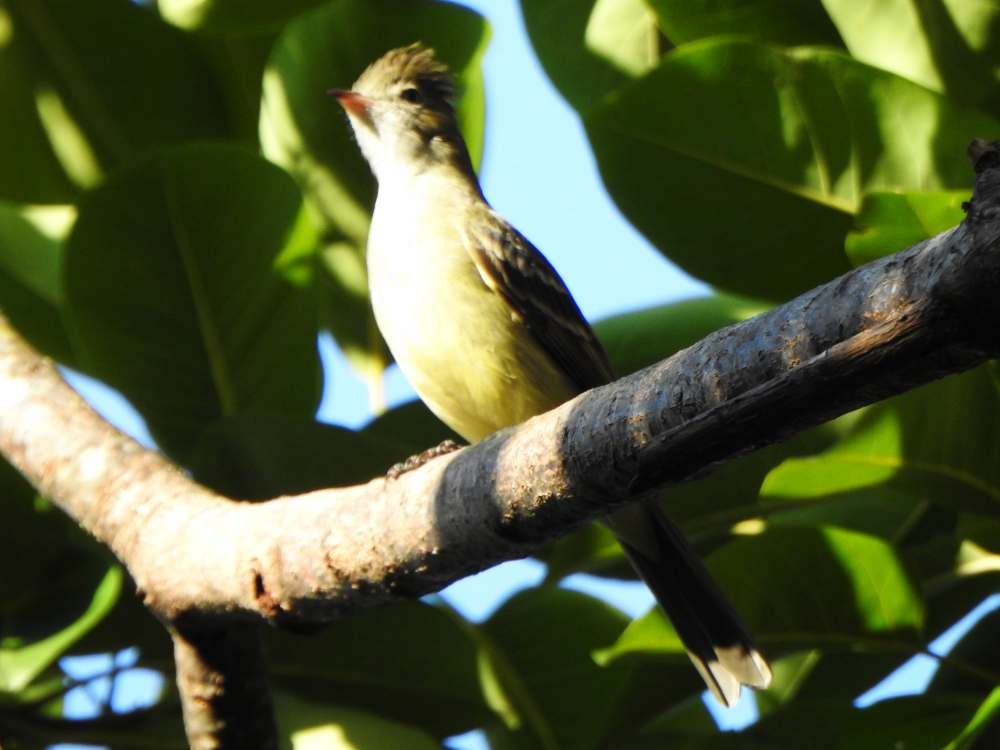 Yellow-bellied Elaenia - ML644087958
