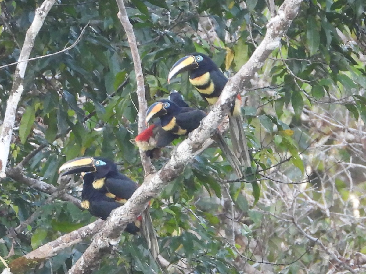 Many-banded Aracari - ML644087961