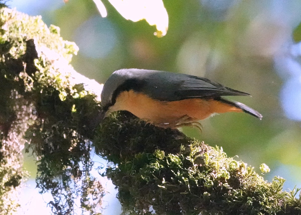 White-tailed Nuthatch - ML644087971