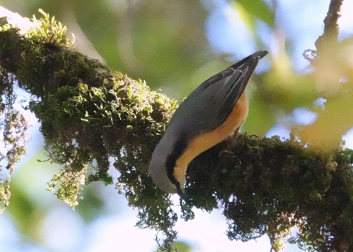 White-tailed Nuthatch - ML644087972