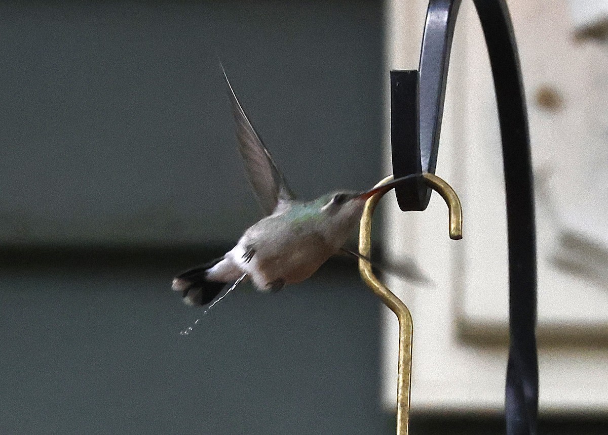 Broad-billed Hummingbird - ML644087976