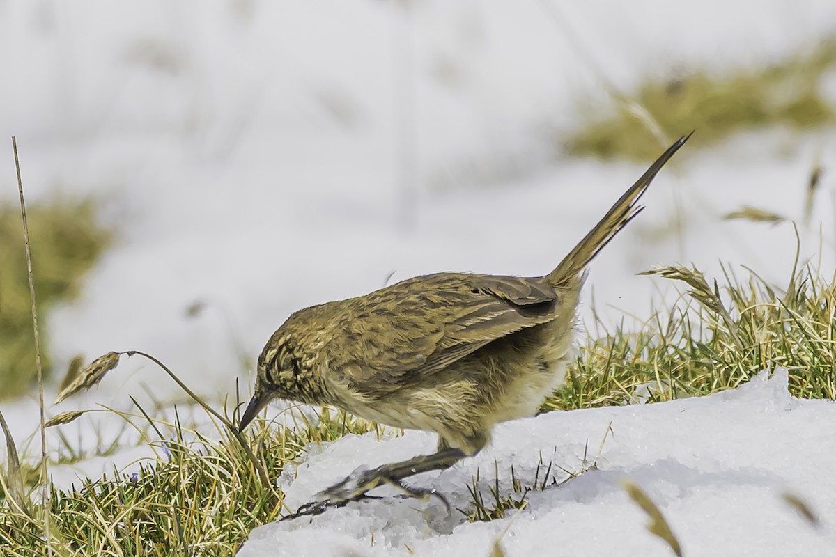 Streak-throated Canastero - ML644087981