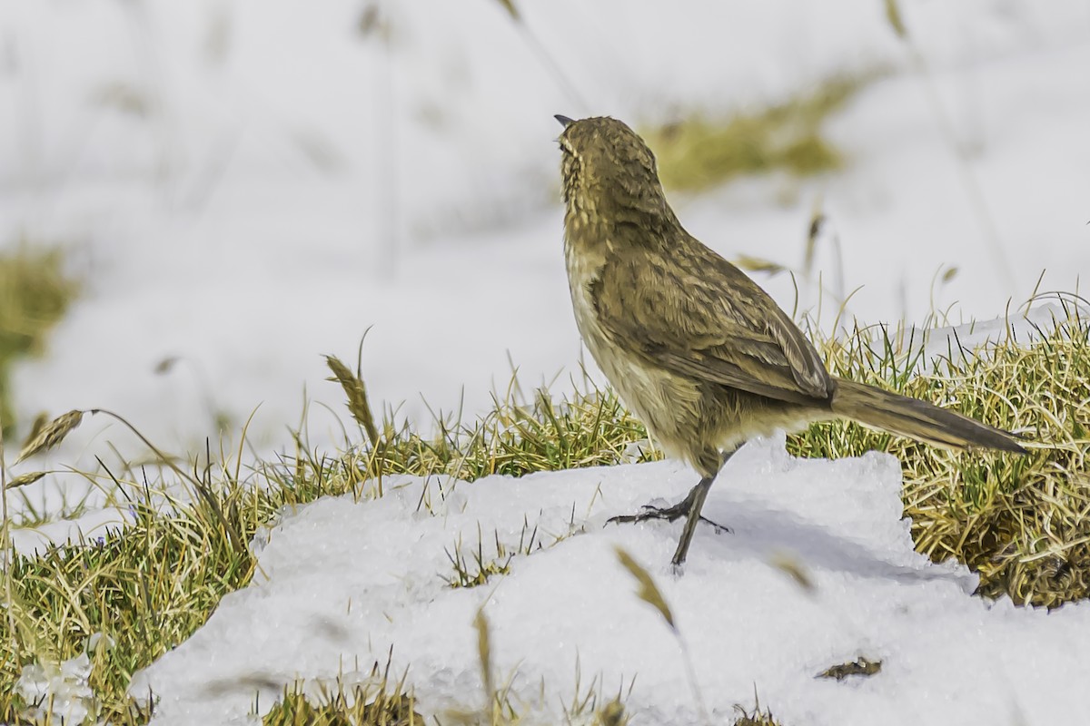 Streak-throated Canastero - ML644087983