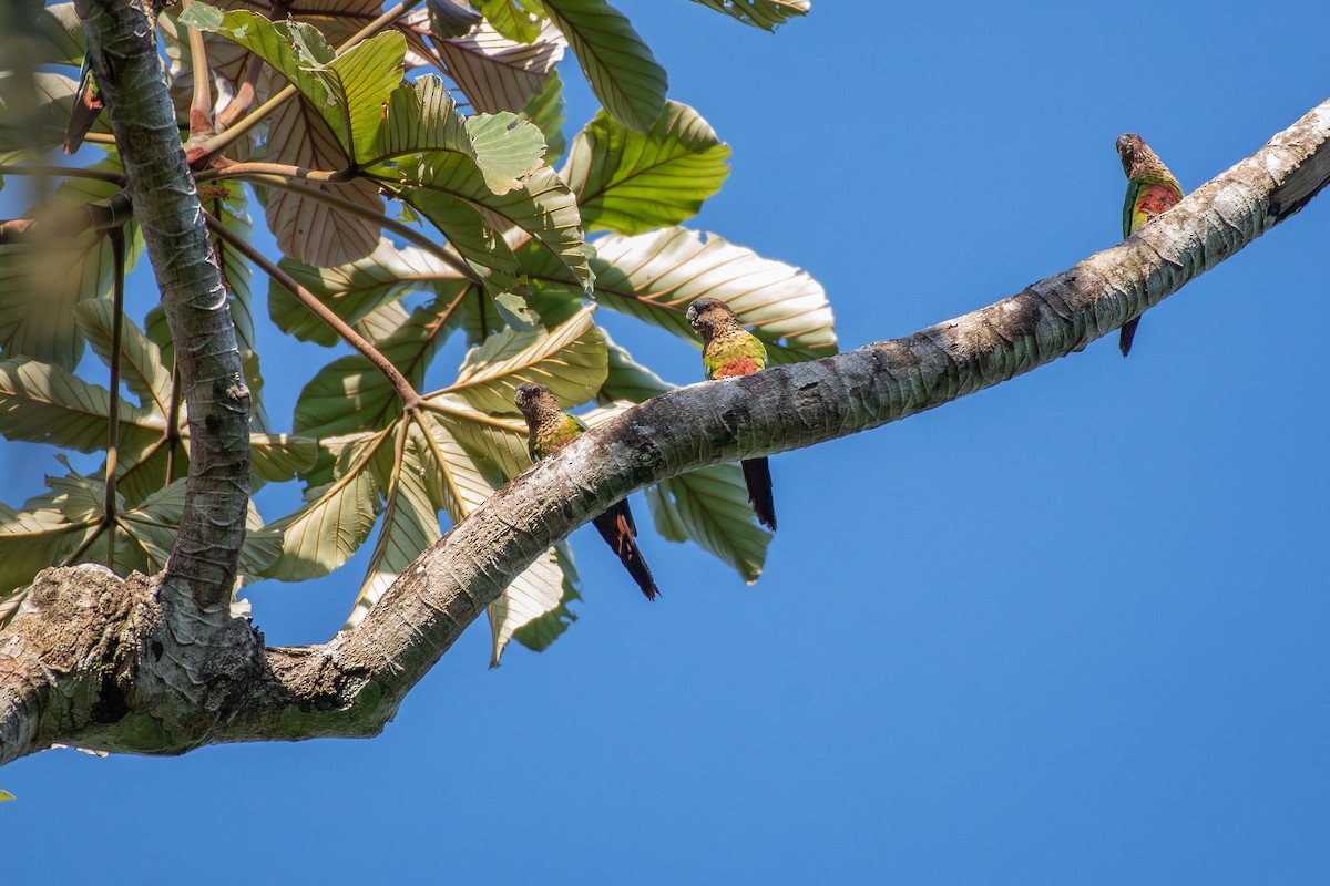pyrura paráský (ssp. snethlageae) - ML644087984