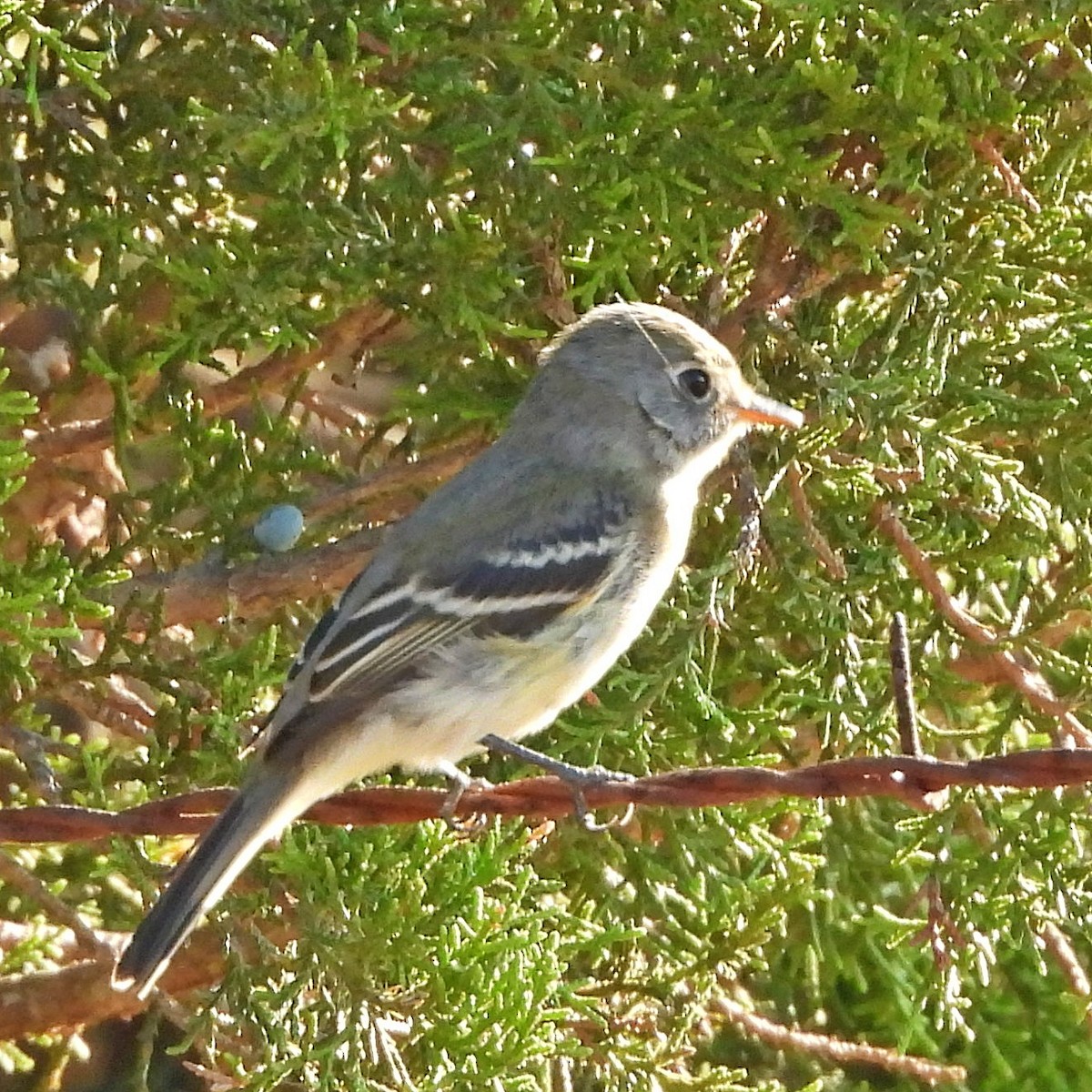 småempid - ML644088017