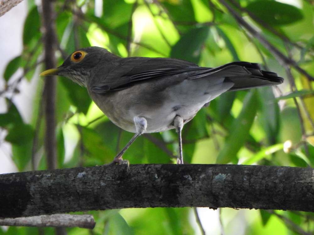 Spectacled Thrush - ML644088019