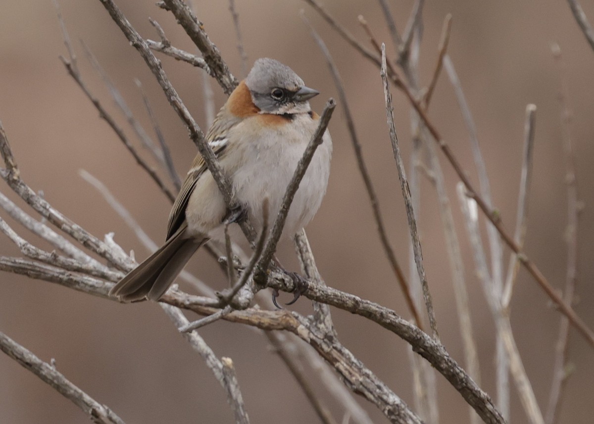 Bruant chingolo - ML644088038